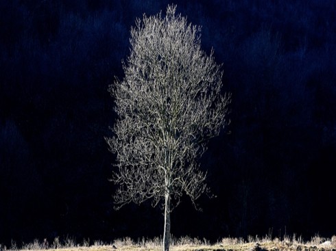piante che dormono piante che dormono