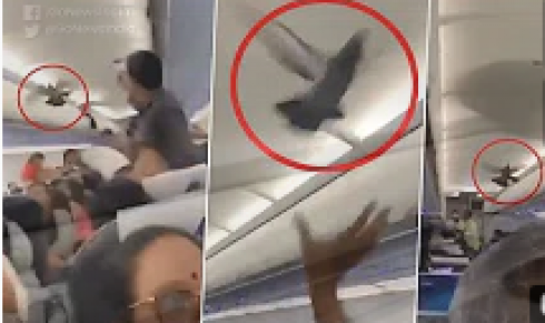 Piccione in aereo tra passeggeri - VIDEO 