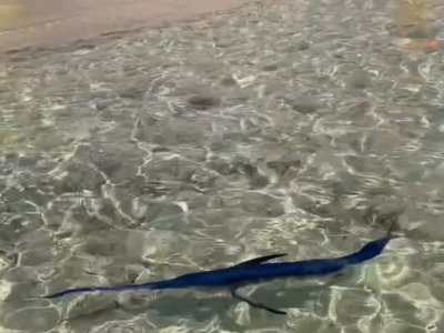 Un piccolo pesce spada nuota a riva tra i bagnanti a Campomarino di Maruggio in provincia di Taranto