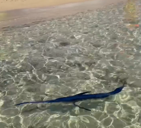 Un piccolo pesce spada nuota a riva tra i bagnanti a Campomarino di Maruggio in provincia di Taranto