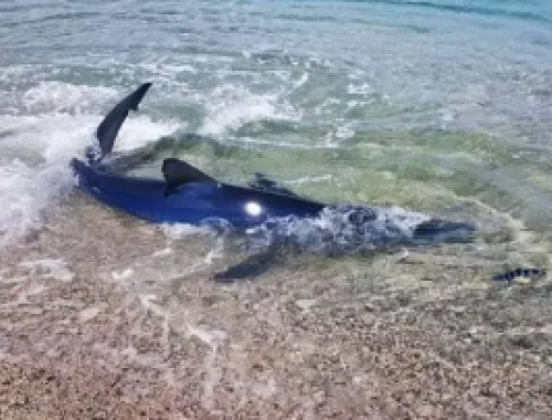 Spettacolo a Porto Cesareo: un piccolo di squalo verdesca nuota a pochi metri dalla riva. Il mare del Salento habitat ideale - Video