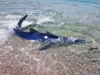 Spettacolo a Porto Cesareo: un piccolo di squalo verdesca nuota a pochi metri dalla riva. Il mare del Salento habitat ideale - Video