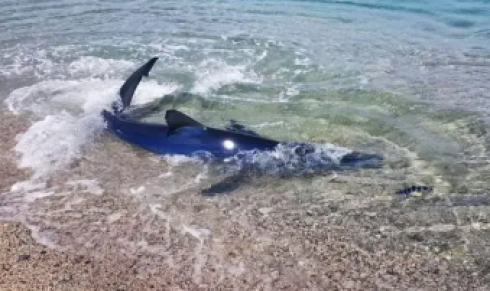 Spettacolo a Porto Cesareo: un piccolo di squalo verdesca nuota a pochi metri dalla riva. Il mare del Salento habitat ideale - Video
