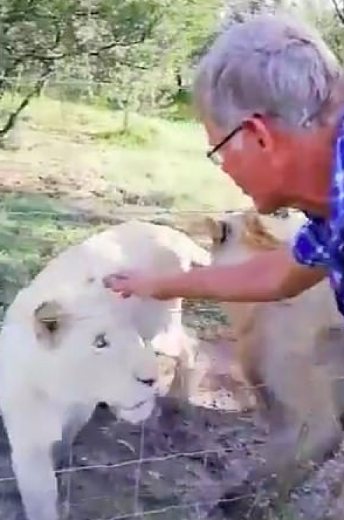 Uomo gravemente ferito dopo aver tentato di accarezzare un leone in gabbia - VIDEO