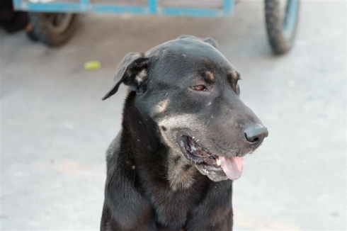 Madre sotterra vivo il figlio appena nato, un cane lo ritrova