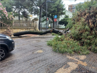 Lecce, paura nel quartiere San Lazzaro: un albero taglia in due via Casotti
