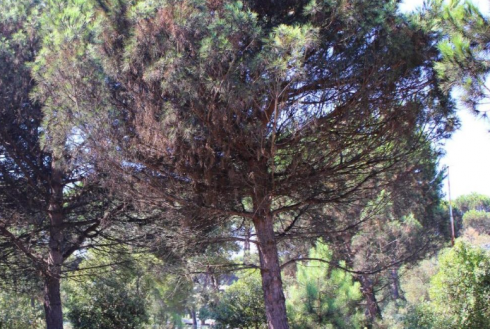 Emergenza Cocciniglia Tartaruga in Puglia: lo Sportello dei Diritti lancia l&rsquo;allarme per salvare i pini del Salento