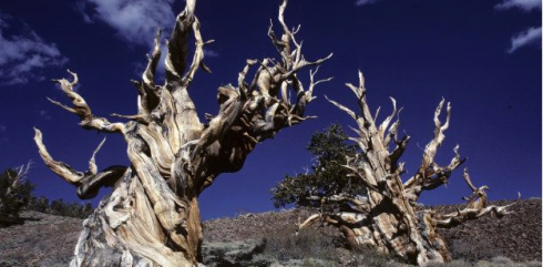 Scoperto nell'albero più vecchio del mondo il meccanismo della longevità.