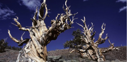 Scoperto nell'albero più vecchio del mondo il meccanismo della longevità. 