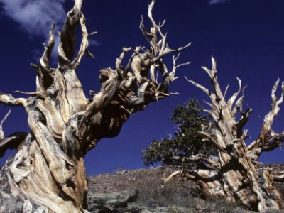 Scoperto nell'albero più vecchio del mondo il meccanismo della longevità. 