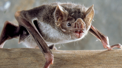 Ucciso di rabbia dal morso di un pipistrello.