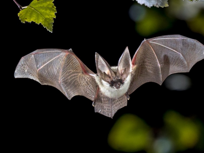Identificati due nuovi virus dei pipistrelli che potrebbero rappresentare una minaccia pandemica