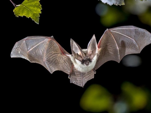 Identificati due nuovi virus dei pipistrelli che potrebbero rappresentare una minaccia pandemica