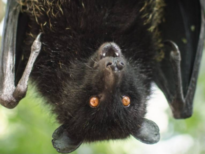 Panico per virus della rabbia all'asilo! Pipistrello morto nella scuola dei bambini