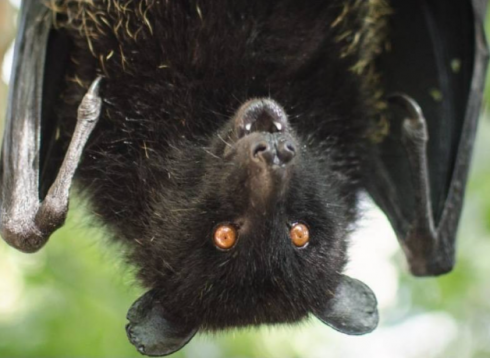 Panico per virus della rabbia all'asilo! Pipistrello morto nella scuola dei bambini