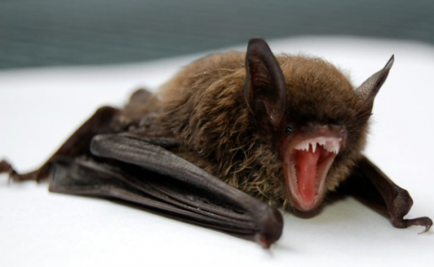 Allarme rabbia a Los Angeles: record di pipistrelli infetti e primo caso in un procione dal 1973