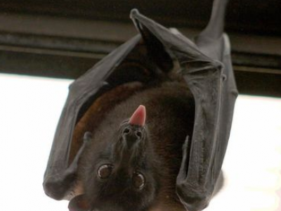 Il Centro svizzero per la rabbia individua il virus in un pipistrello