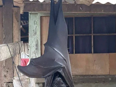 Twitter in stato di shock dopo il post della foto del pipistrello "a misura d'uomo" diventata virale. 
