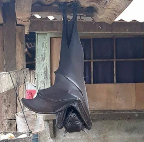 Twitter in stato di shock dopo il post della foto del pipistrello "a misura d'uomo" diventata virale. 