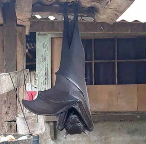 Twitter in stato di shock dopo il post della foto del pipistrello "a misura d'uomo" diventata virale.