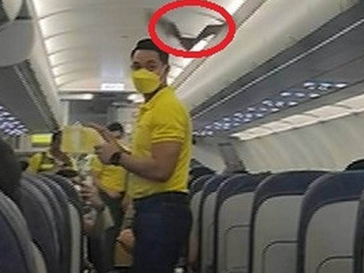 Pipistrello clandestino vola nella cabina dell'aereo che si prepara al decollo nelle Filippine. IL VIDEO