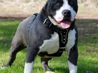 pitbull