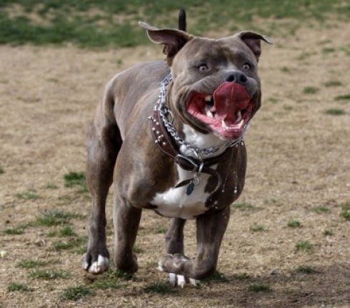 pitbull pitbull