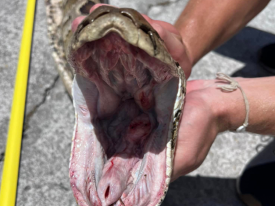 Florida, video del momento della cattura di un pitone birmano lungo quasi 6 metri: è il più grande mai visto