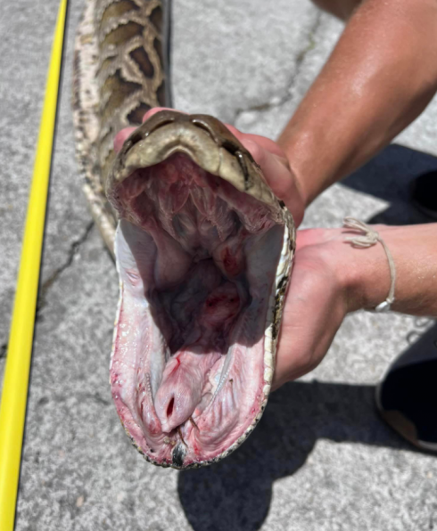 Florida, video del momento della cattura di un pitone birmano lungo quasi 6 metri: è il più grande mai visto