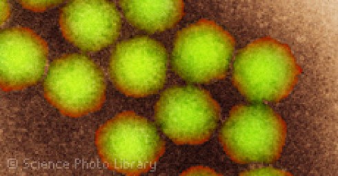 polio polio
