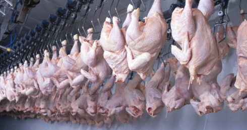 335 casi di Salmonella Enteritidis legati alla carne di pollo in 14 Paesi.