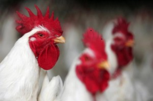 Salmonella agona, ministero della Salute segnala richiamo alette di pollo 