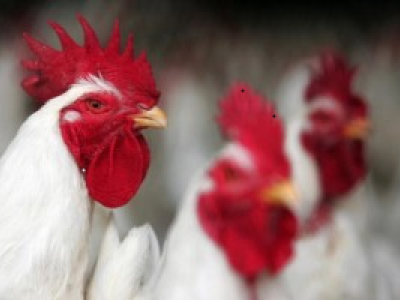 Salmonella agona, ministero della Salute segnala richiamo alette di pollo 