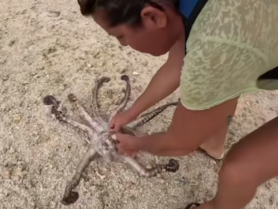 Salvano un polpo che si era arenato sulla spiaggia della Polinesia Francese. L’incredibile video