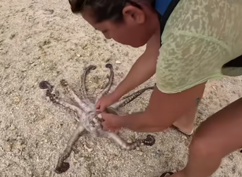 Salvano un polpo che si era arenato sulla spiaggia della Polinesia Francese. L’incredibile video