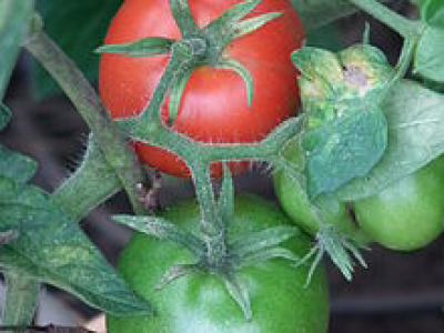 Clorpirifos in pomodori italiani: allerta Rasff dalla Croazia