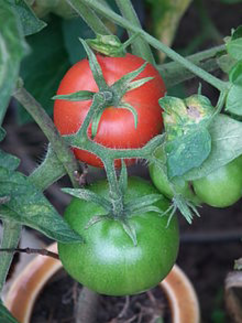 Clorpirifos in pomodori italiani: allerta Rasff dalla Croazia