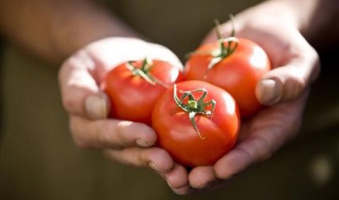 pomodori pomodori