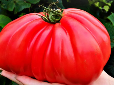 Pomodoro gigante nei Balcani: un frutto pesa quasi 2 chili