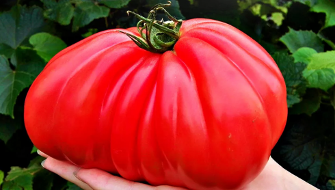 Pomodoro gigante nei Balcani: un frutto pesa quasi 2 chili