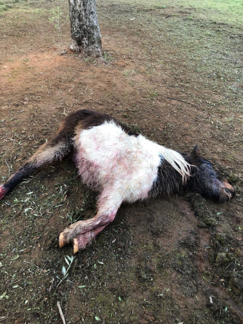 Attacco in allevamento: branco di lupi uccide un pony a Lizzanello in provincia di Lecce – Foto e video