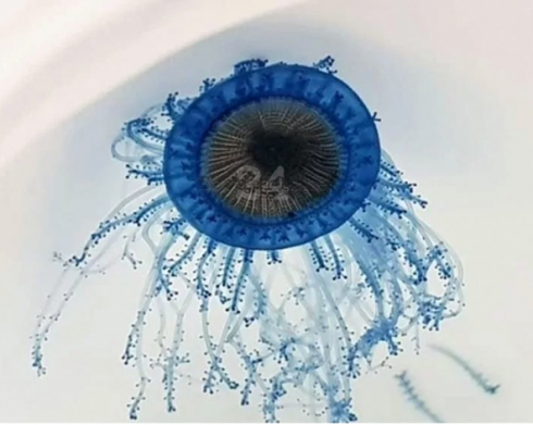 Rari “Bottoni blu” tropicali in Puglia: la medusa Porpita porpita nel mare di Rodi Garganico
