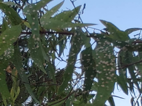 Specie aliene invasive. Dopo il punteruolo e la xilella nel Salento arriva la "psilla"