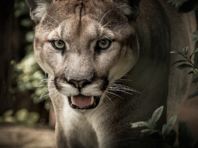Attacco a Malibu, puma ferisce una ragazza di 11 anni