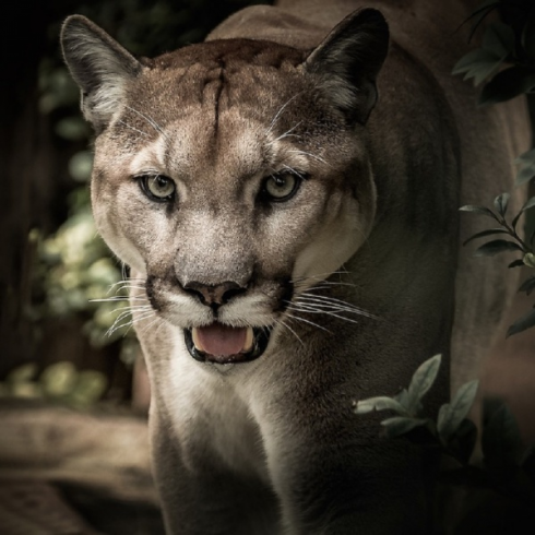Attacco a Malibu, puma ferisce una ragazza di 11 anni
