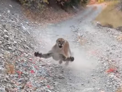 Puma tampina un escursionista per sei minuti su una montagna dello Utah - VIDEO 