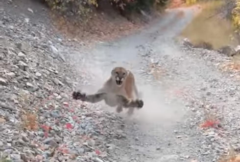 Puma tampina un escursionista per sei minuti su una montagna dello Utah - VIDEO 