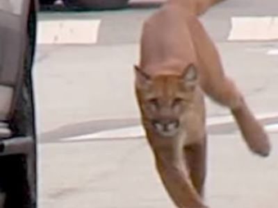 Shock a San Francisco: puma terrorizza la citt&agrave; &ndash; Video