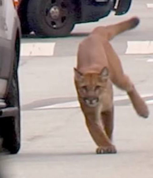 Shock a San Francisco: puma terrorizza la città – Video
