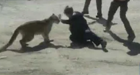 Colorado, puma attacca un civile e un vice sceriffo - VIDEO